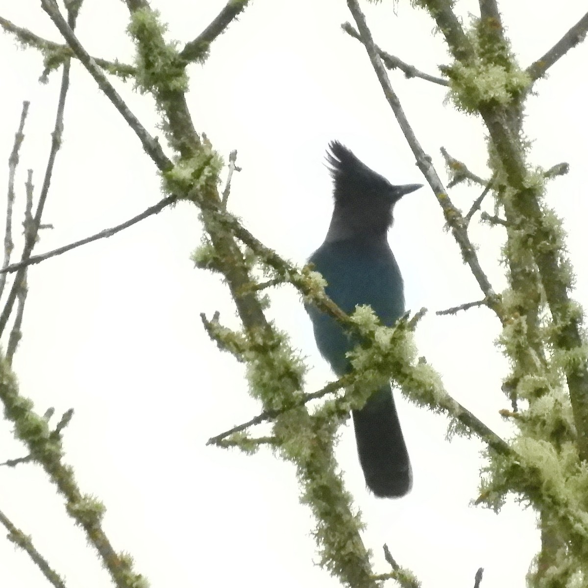 Steller Kargası - ML646333690