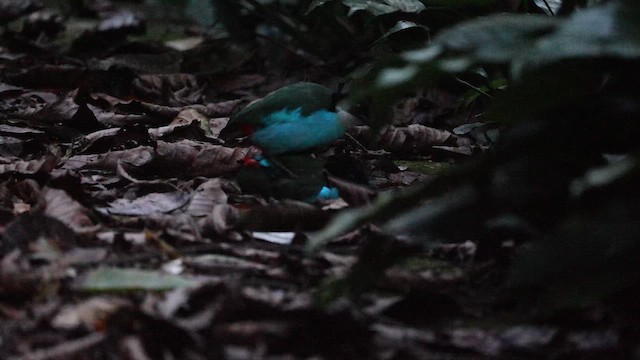 Azure-breasted Pitta - ML646333691