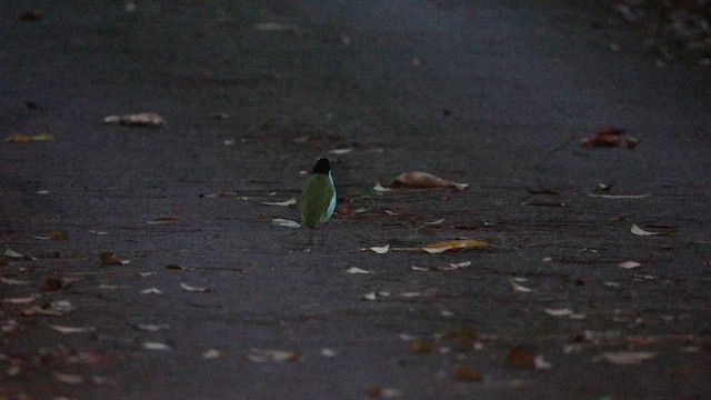 Azure-breasted Pitta - ML646333692