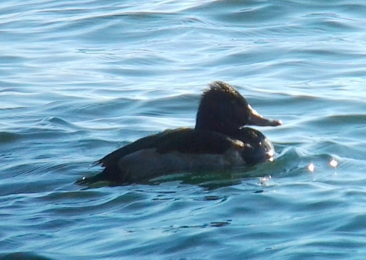 kachnovití sp. - ML646333694