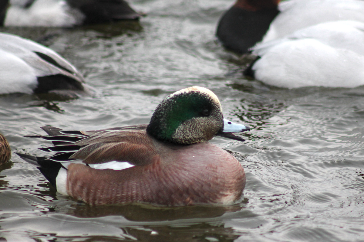 hvízdák americký - ML646333695