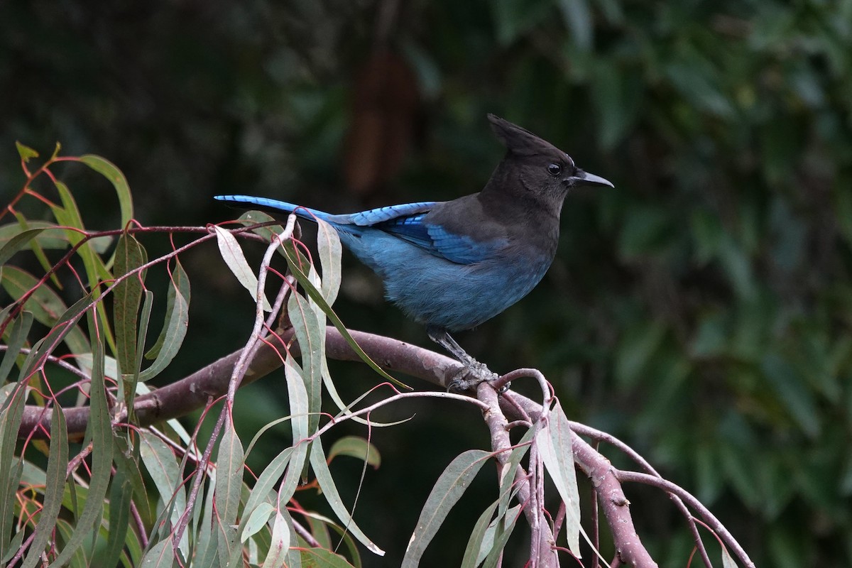 Steller Kargası - ML646333698