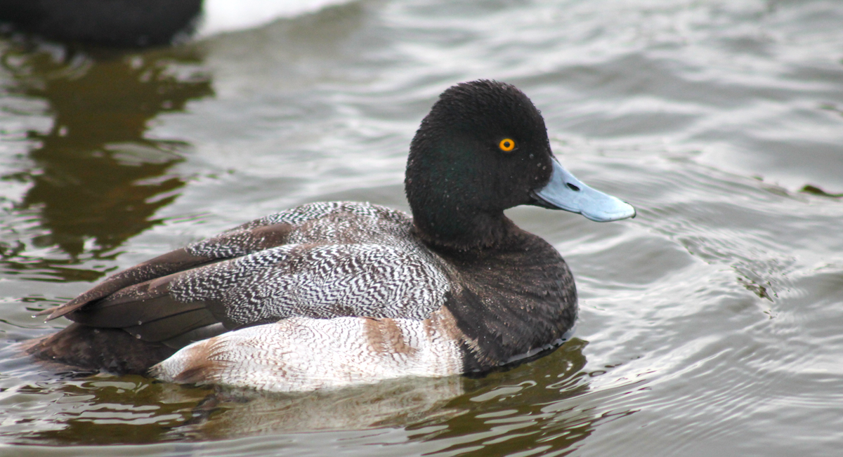 polák vlnkovaný - ML646333699