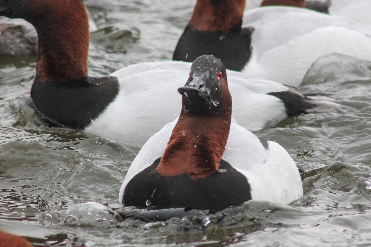 Porrón Coacoxtle - ML646333701