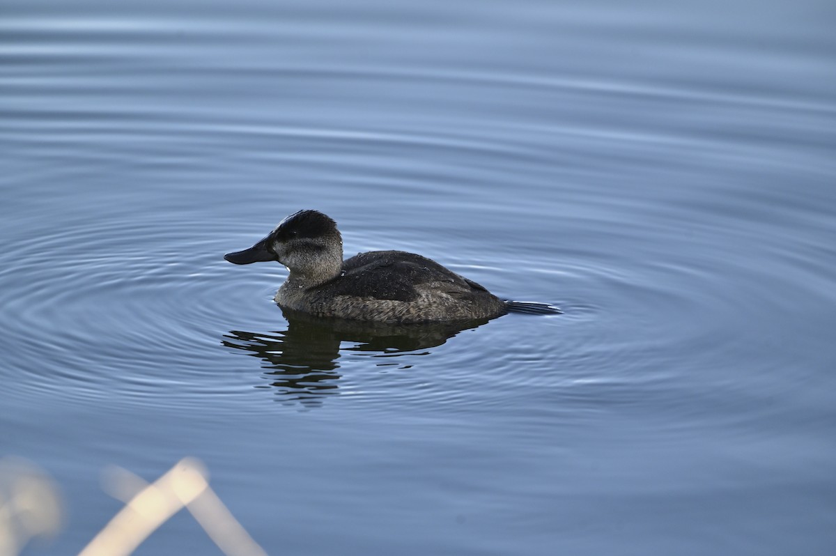Ruddy Duck - ML646333702