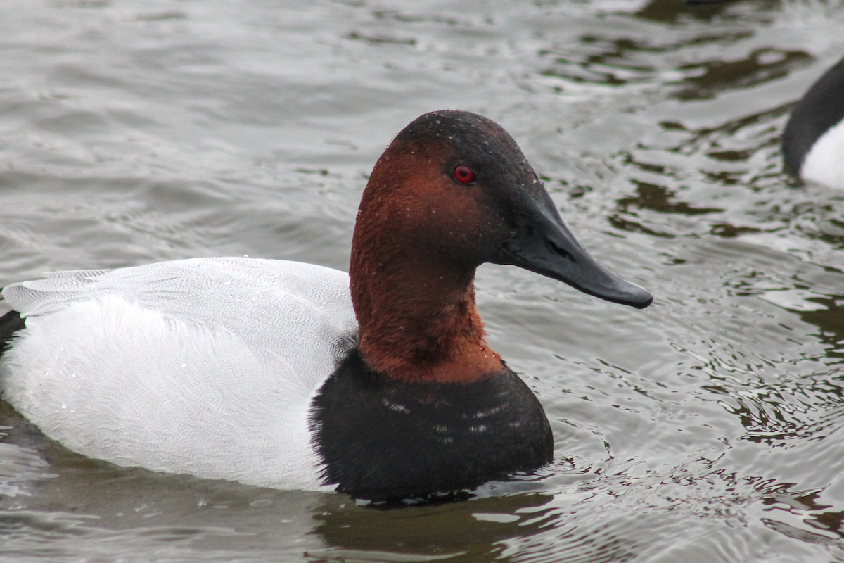 Porrón Coacoxtle - ML646333704