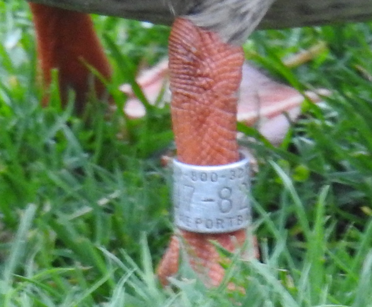 綠頭鴨 - ML646333705