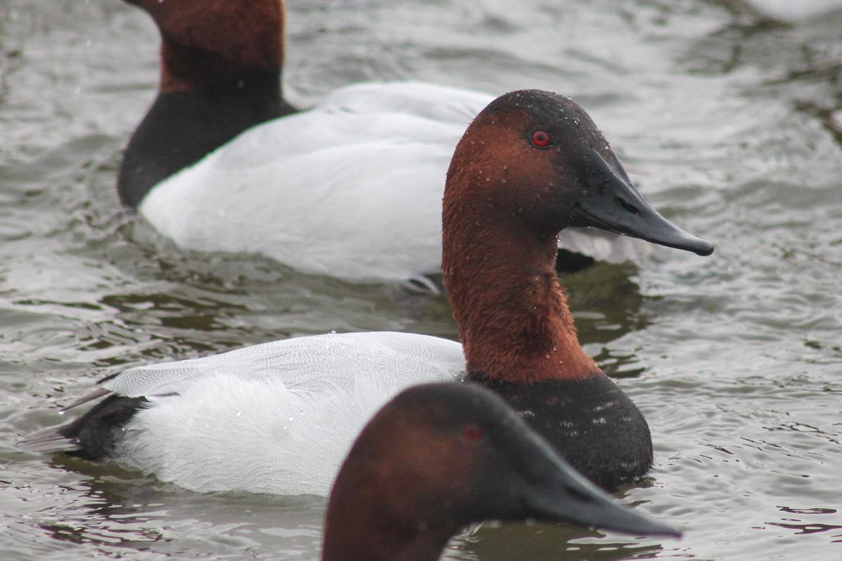Porrón Coacoxtle - ML646333706