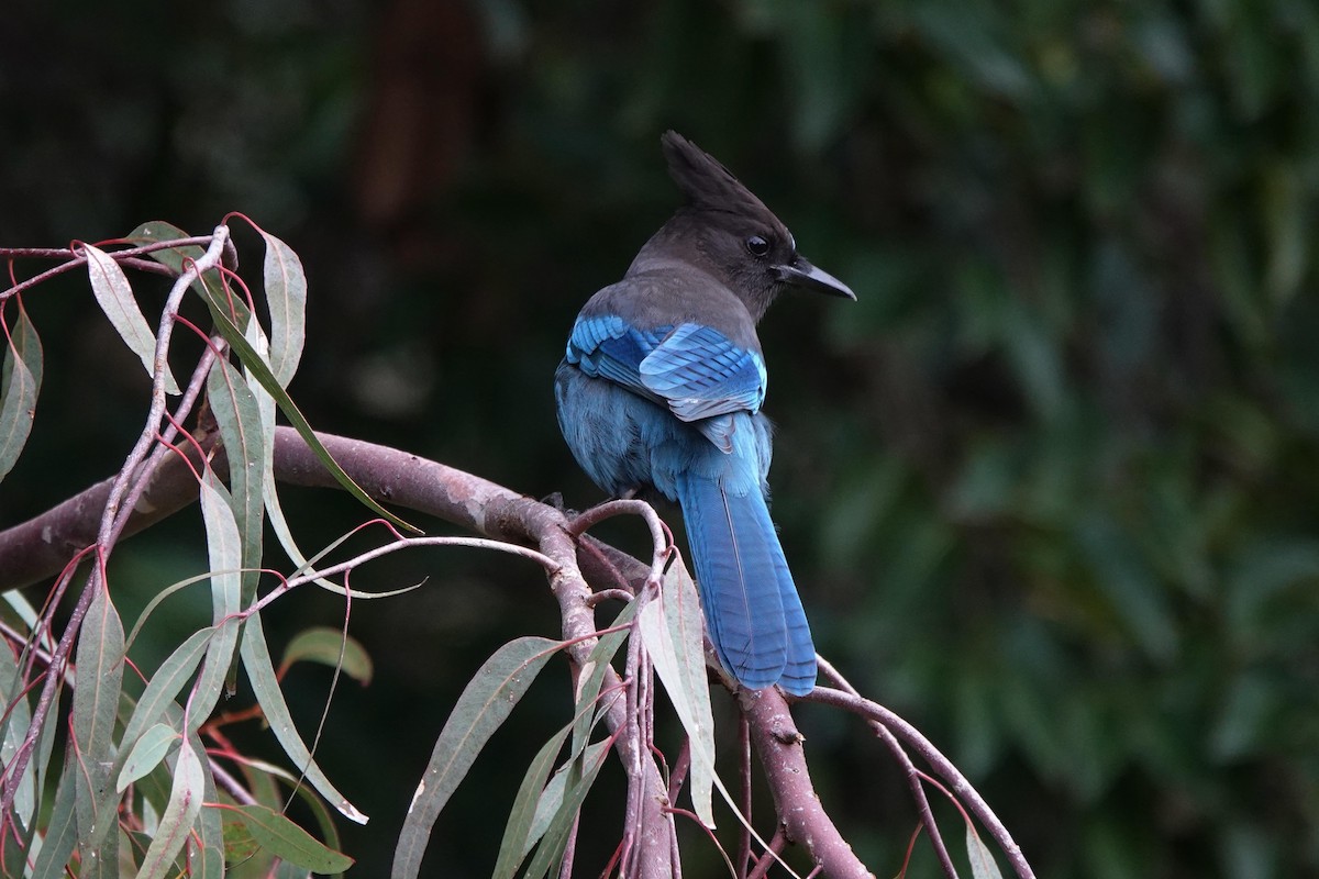 Steller Kargası - ML646333707