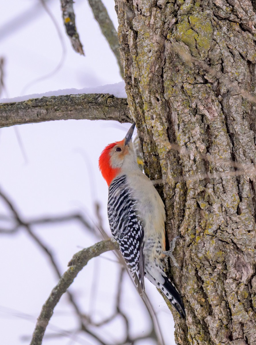 Red-bellied Woodpecker - ML646333710