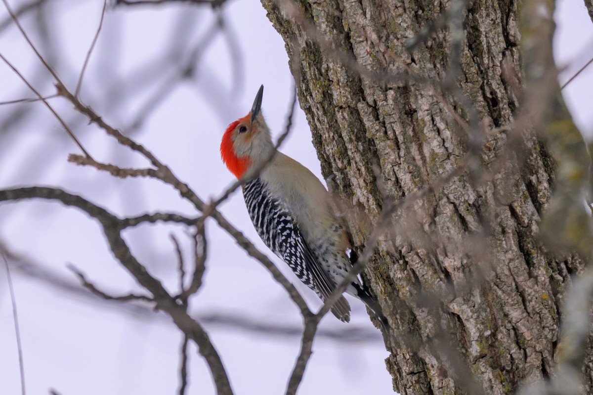 Red-bellied Woodpecker - ML646333711