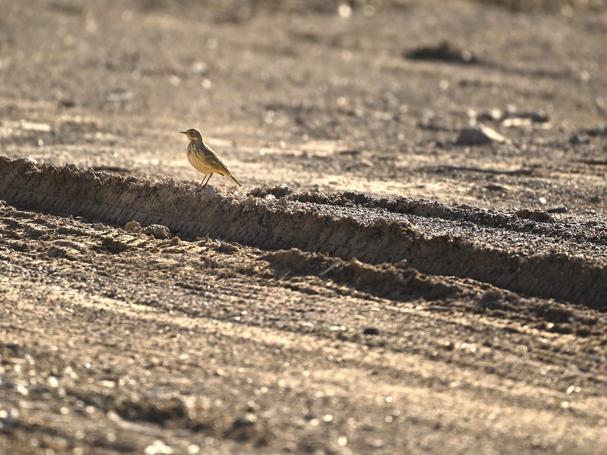 American Pipit - ML646333719