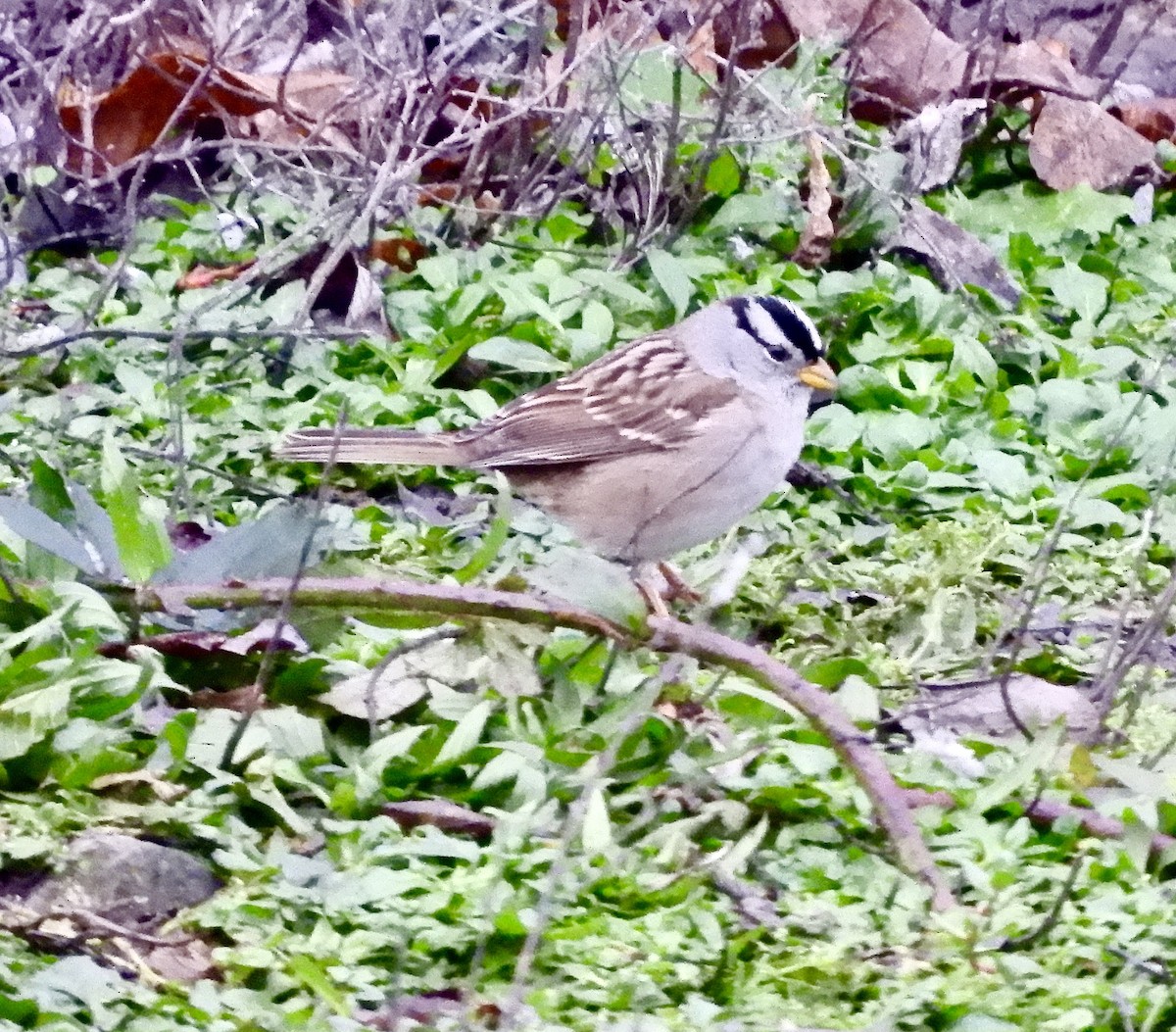 Белобровая овсянка - ML646333720