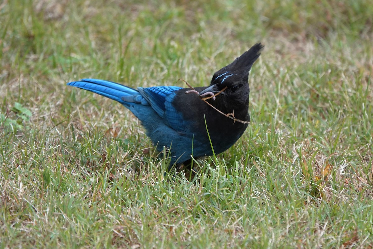 Steller Kargası - ML646333721