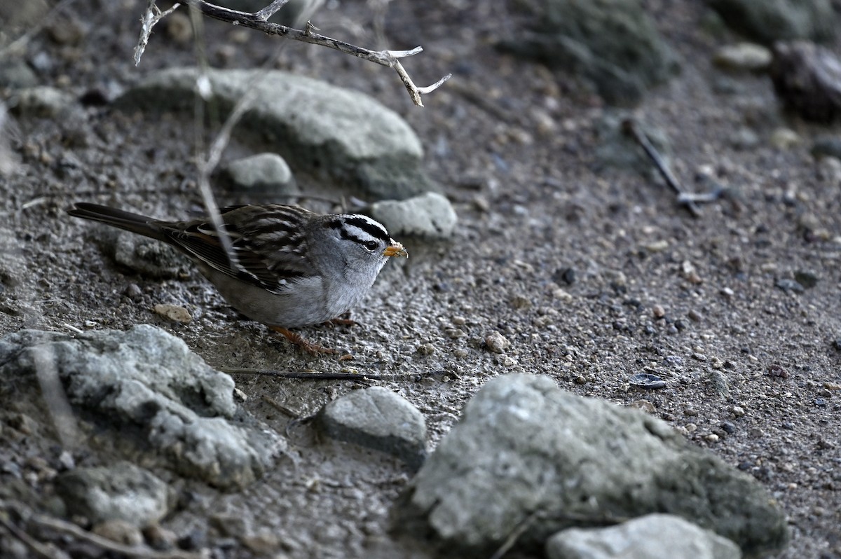 Белобровая овсянка - ML646333723