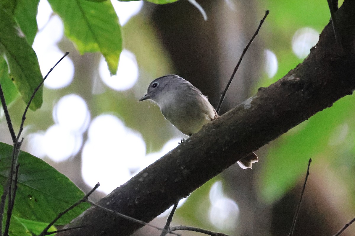Mountain Fulvetta - ML646333724