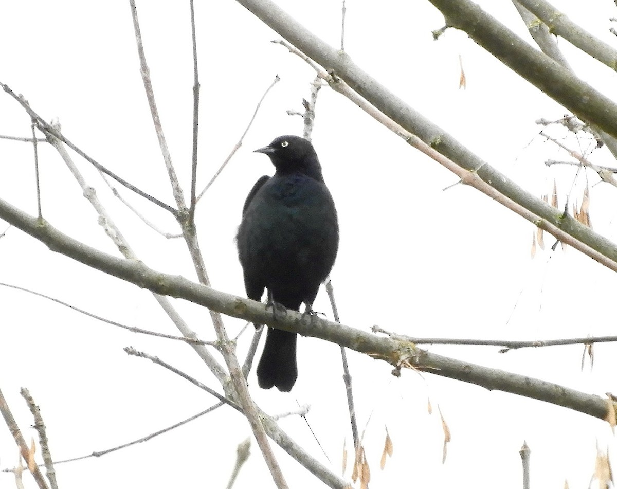 Brewer's Blackbird - ML646333725