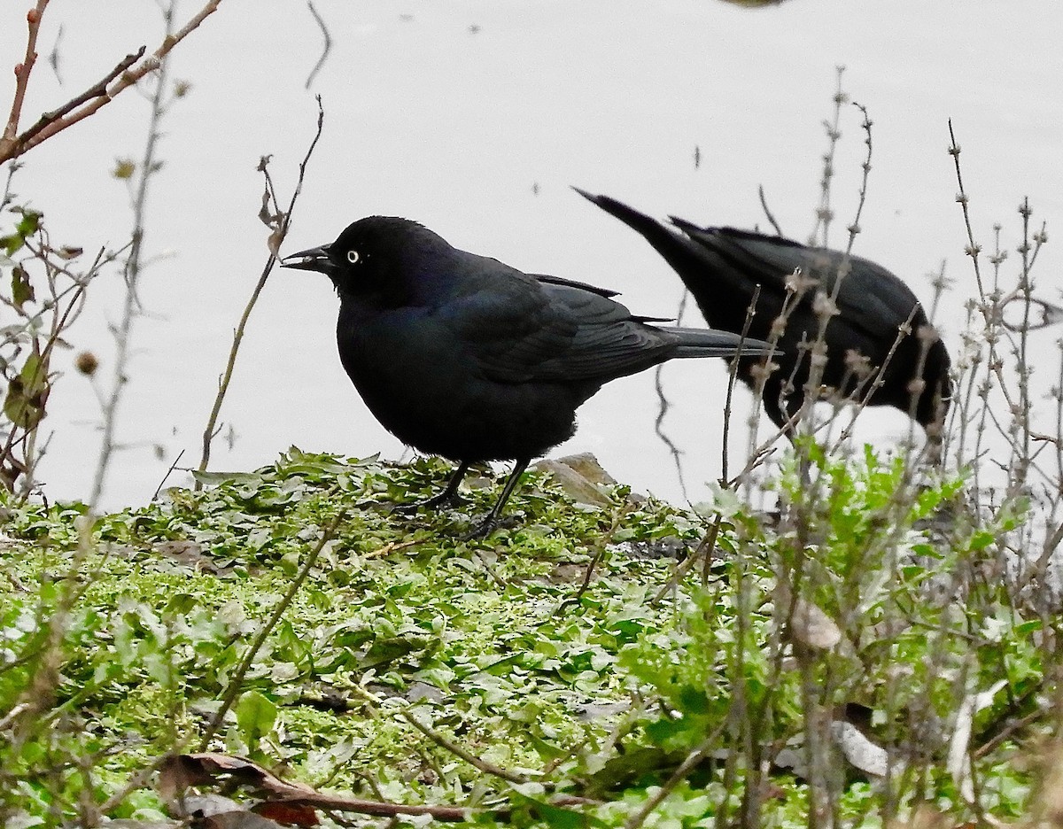 Brewer's Blackbird - ML646333726