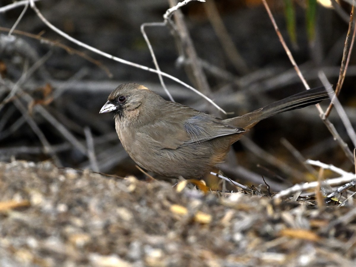 Abert's Towhee - ML646333729