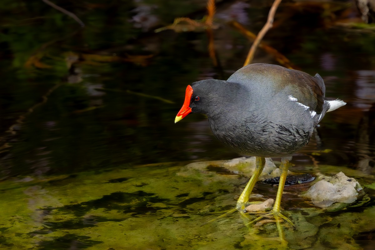 Gallinule d'Amérique - ML646333731