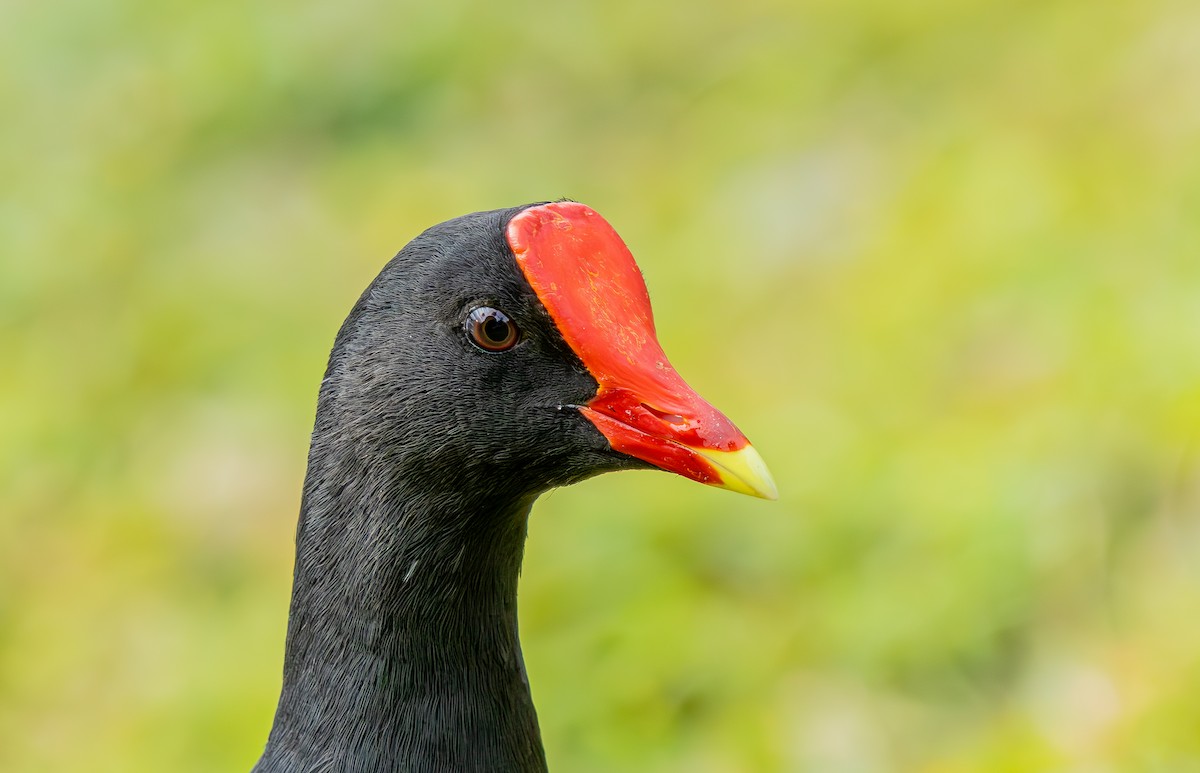 Gallinule d'Amérique - ML646333732