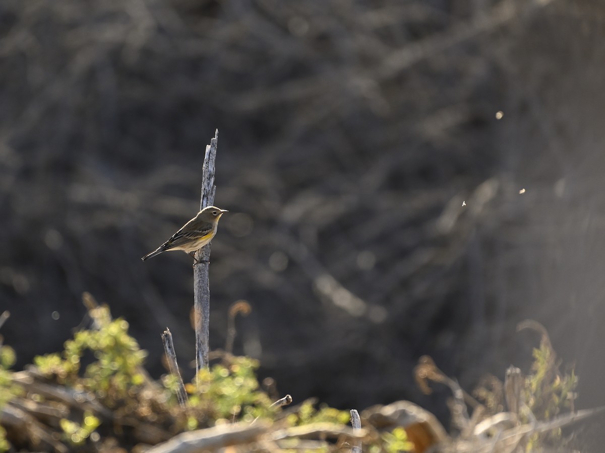 Yellow-rumped Warbler - ML646333733