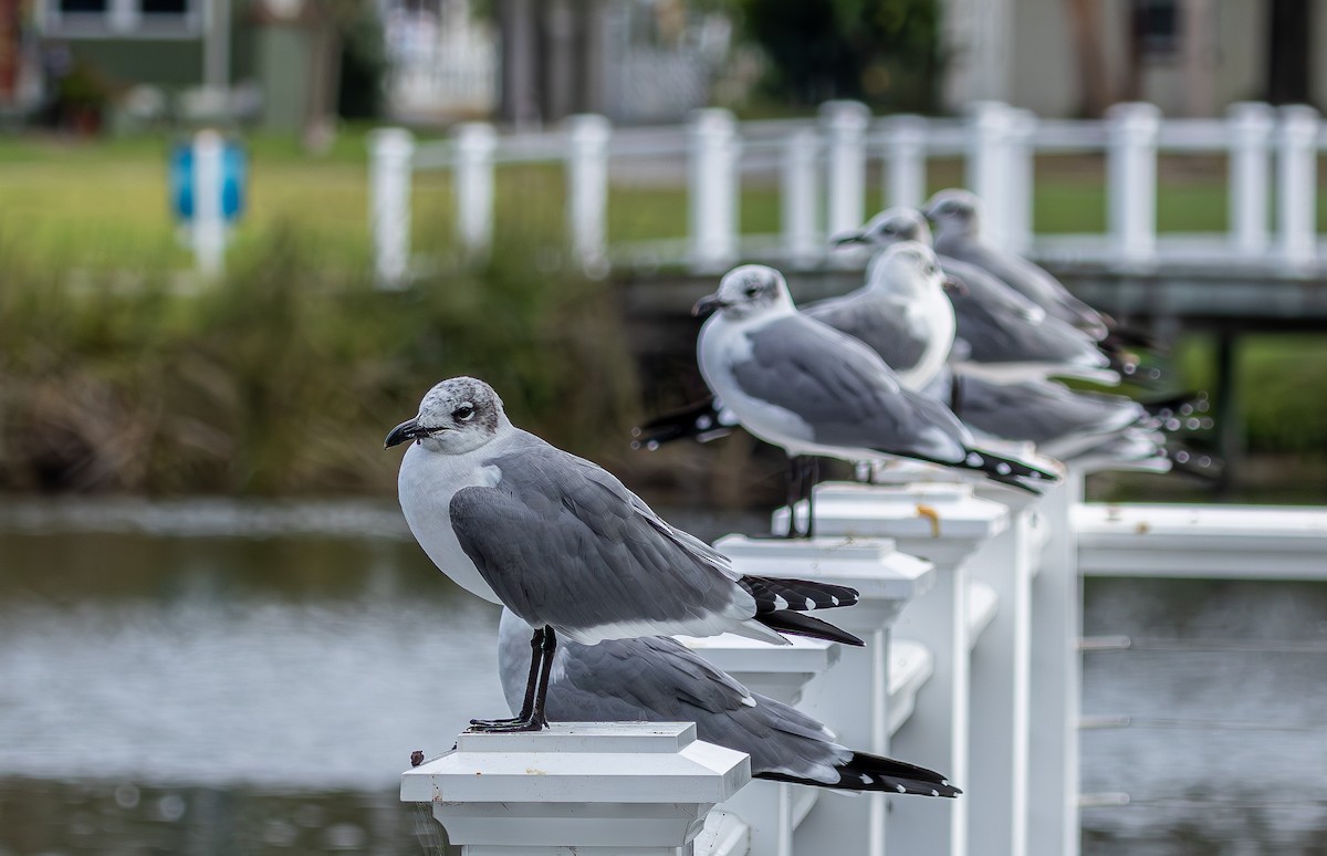 ワライカモメ - ML646333738