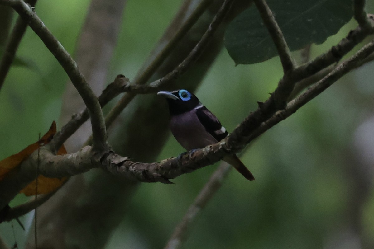 Visayan Broadbill - ML646333739