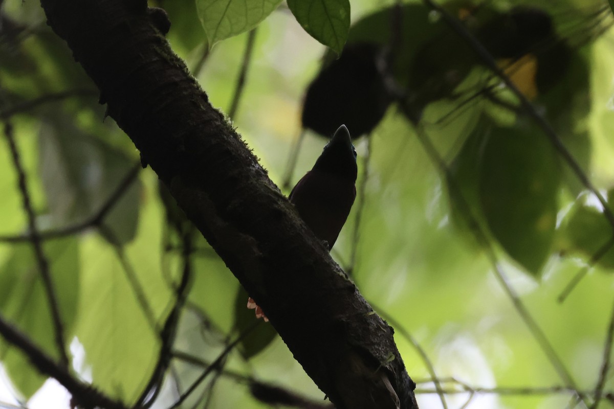 Visayan Broadbill - ML646333740