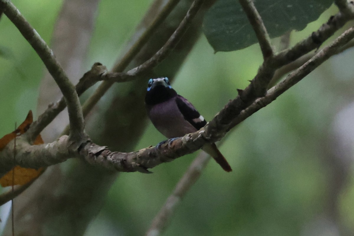 Visayan Broadbill - ML646333741