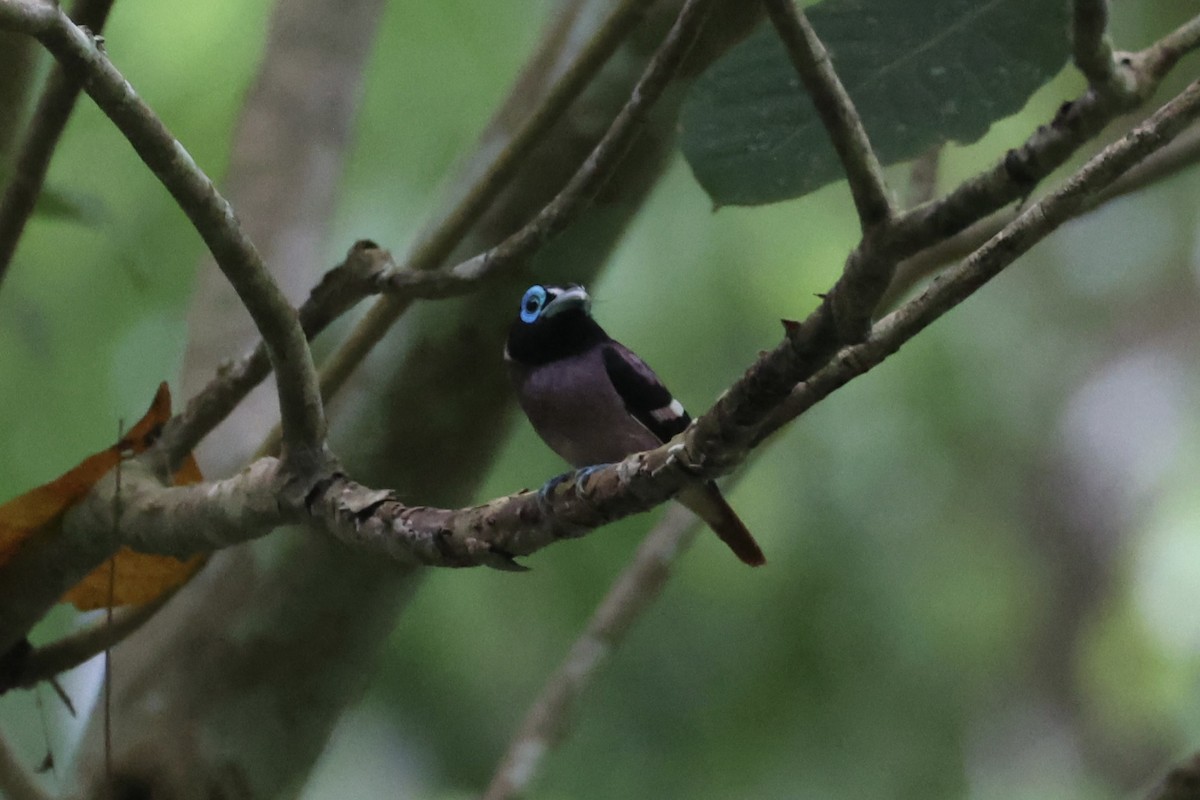 Visayan Broadbill - ML646333742