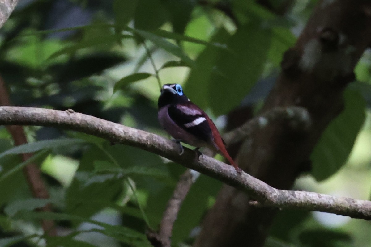 Visayan Broadbill - ML646333743