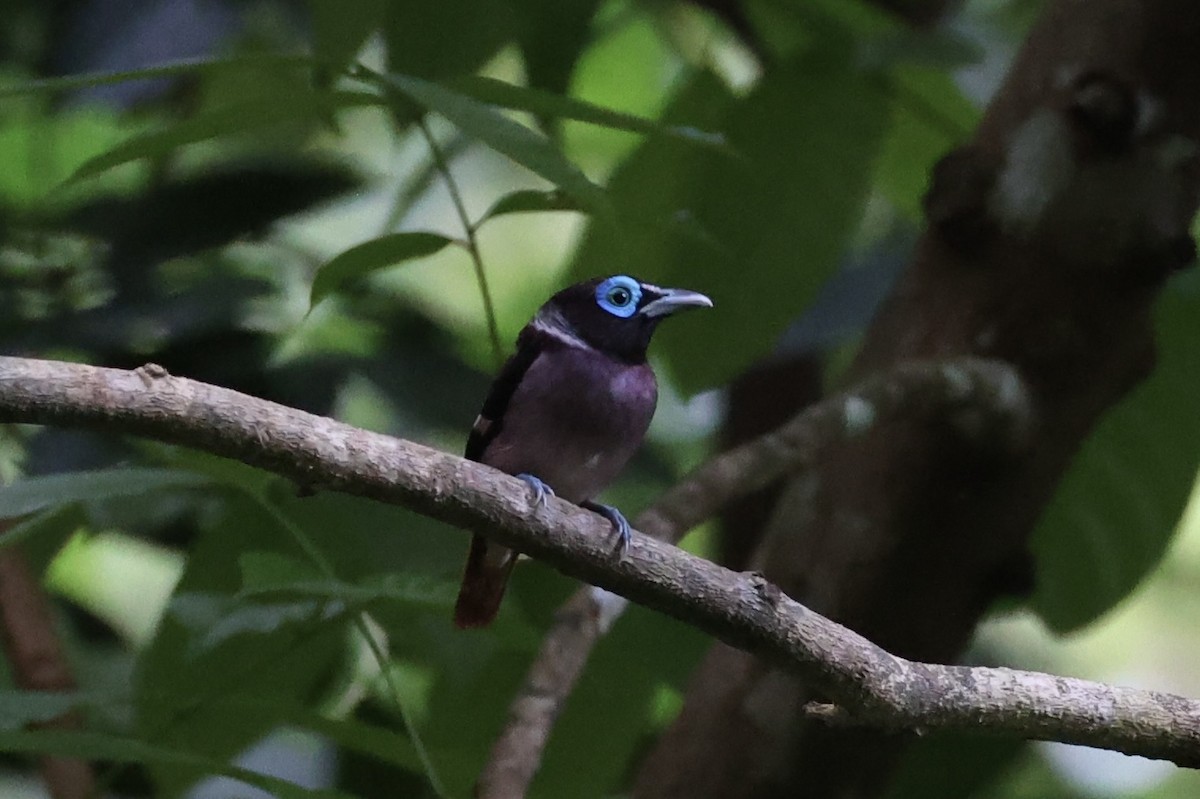 Visayan Broadbill - ML646333744