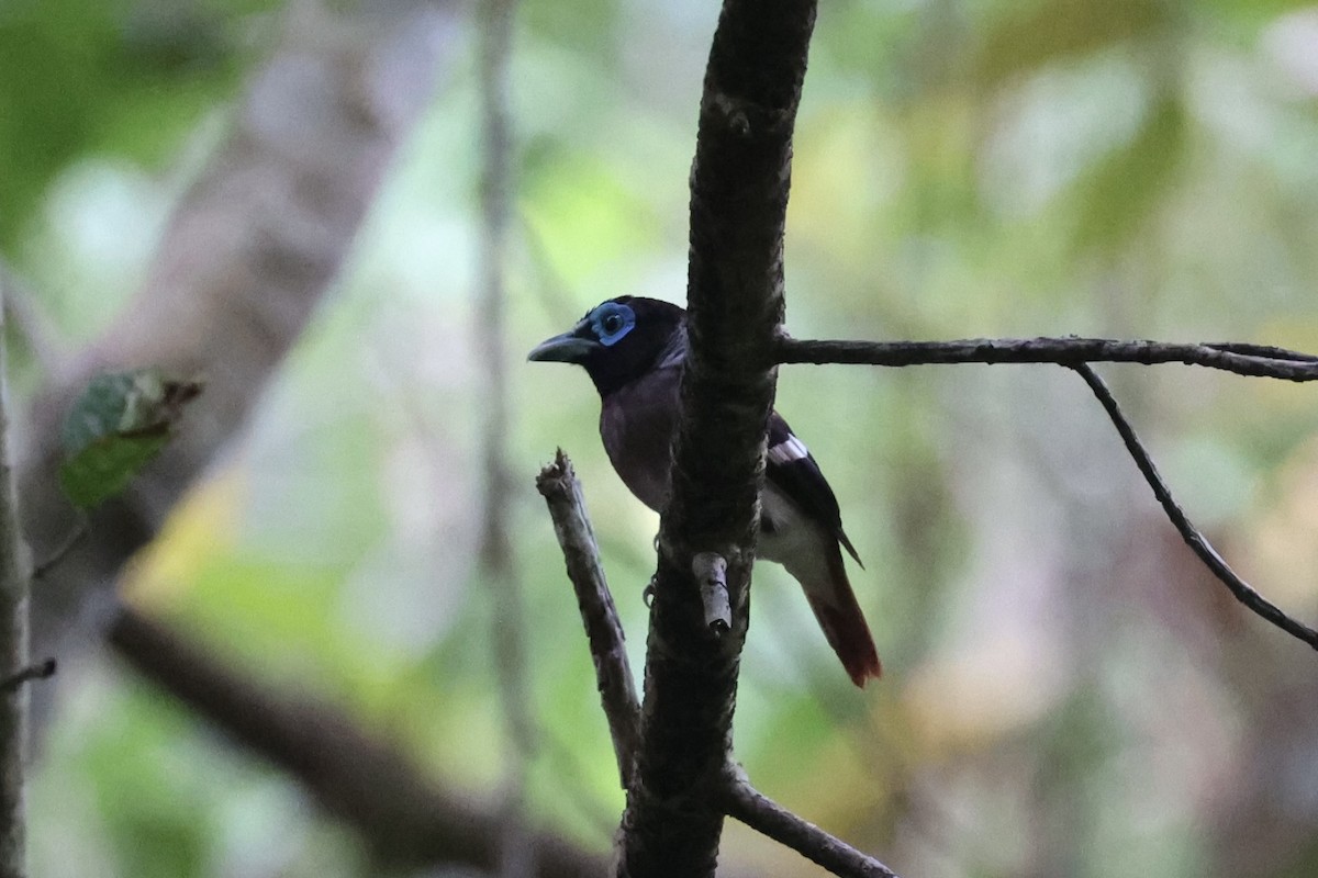 Visayan Broadbill - ML646333745