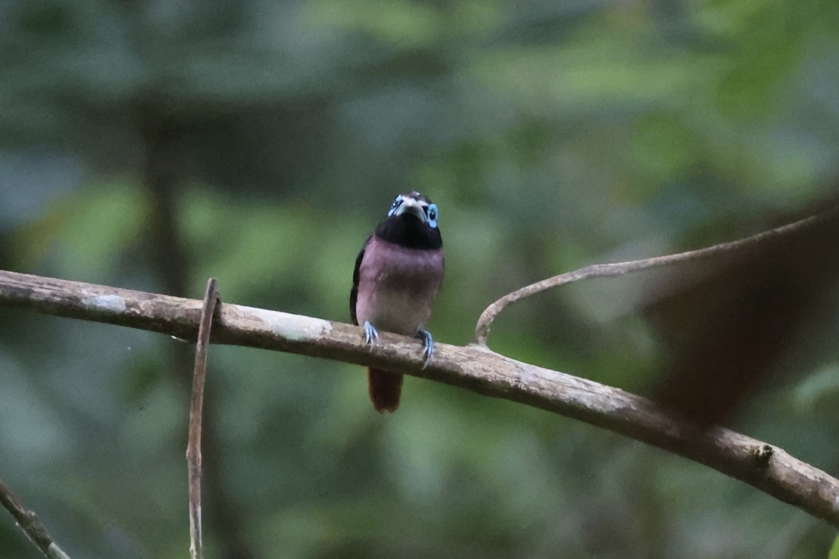 Visayan Broadbill - ML646333746