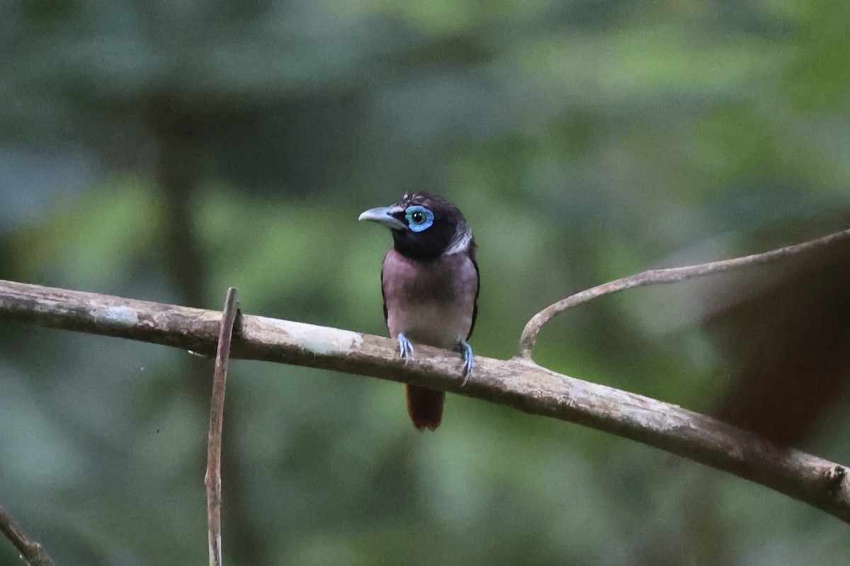 Visayan Broadbill - ML646333747