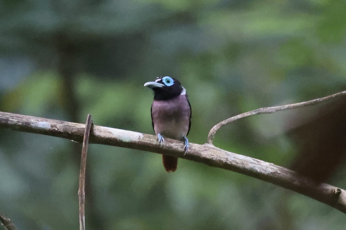 Visayan Broadbill - ML646333748
