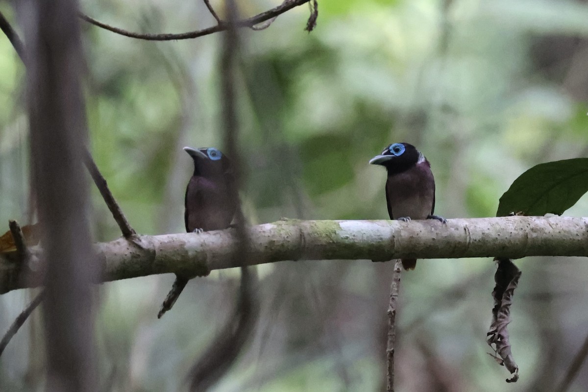 Visayan Broadbill - ML646333749