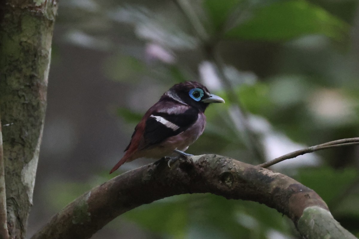 Visayan Broadbill - ML646333750