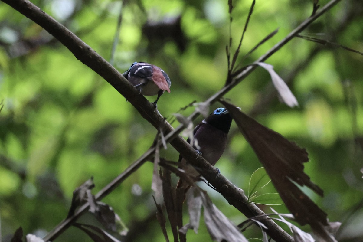 Visayan Broadbill - ML646333751
