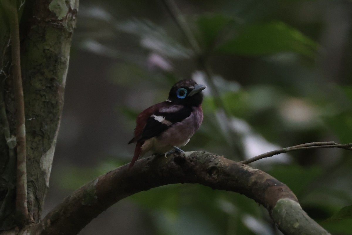 Visayan Broadbill - ML646333752