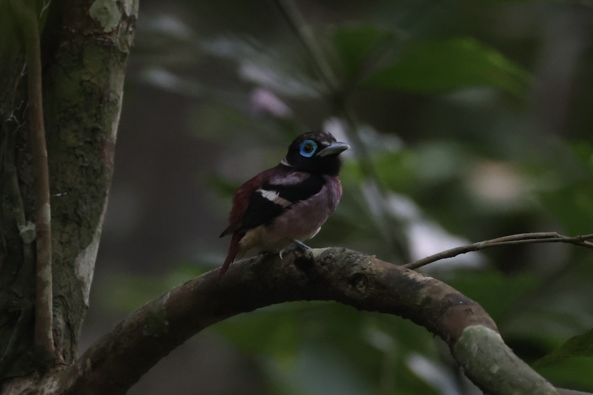 Visayan Broadbill - ML646333753