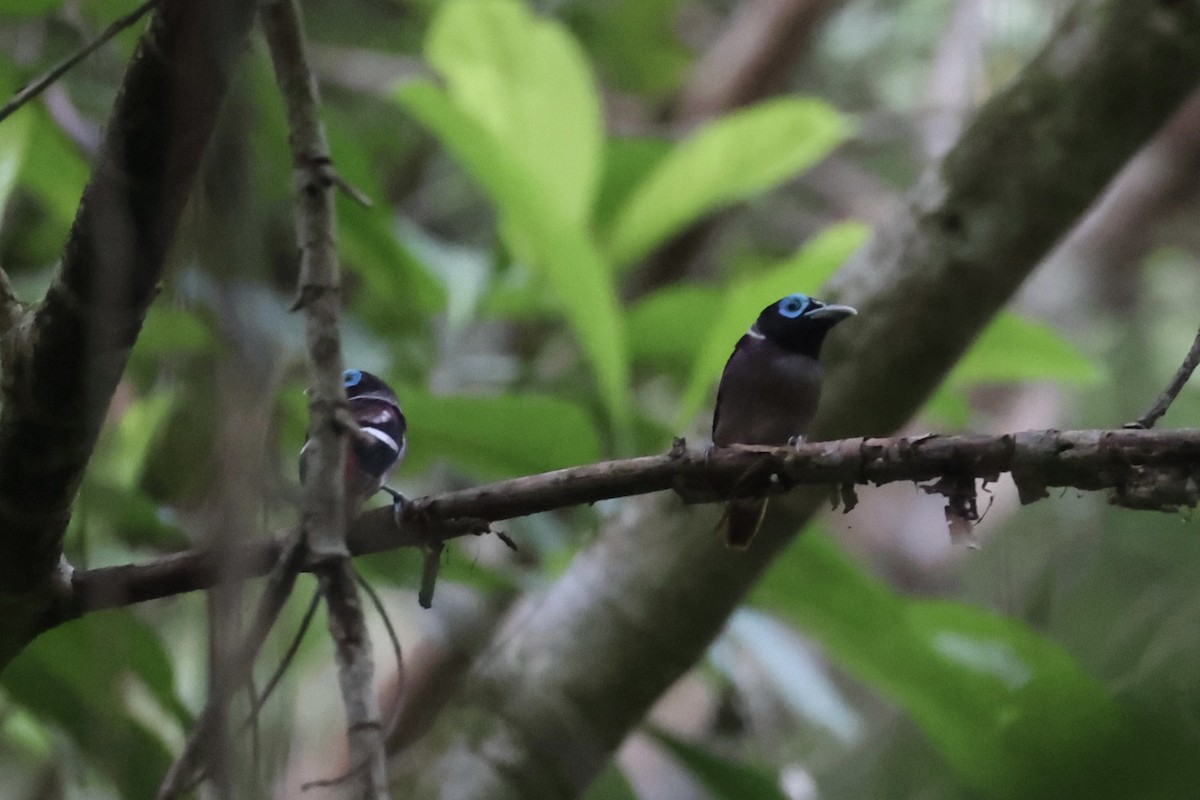 Visayan Broadbill - ML646333754
