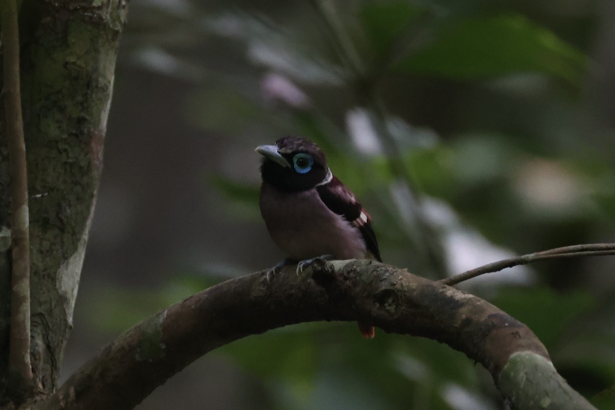Visayan Broadbill - ML646333755