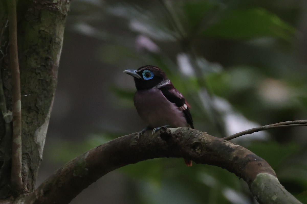 Visayan Broadbill - ML646333756