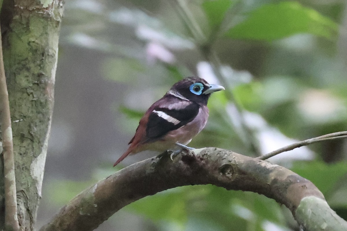 Visayan Broadbill - ML646333757