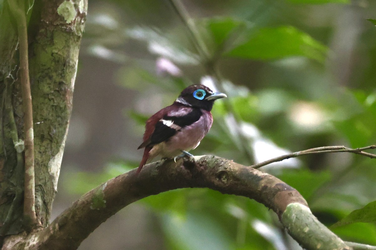 Visayan Broadbill - ML646333758