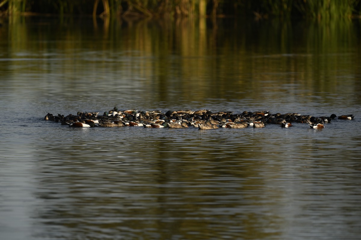 Mestolone - ML646333759