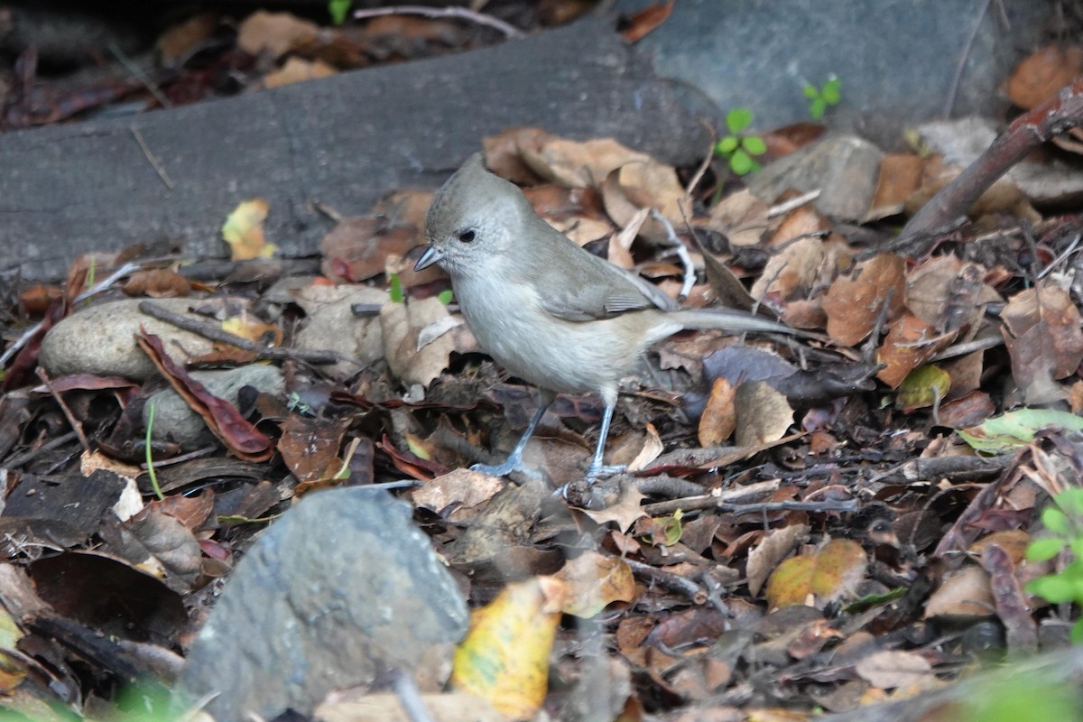 Herrerillo Unicolor - ML646333763