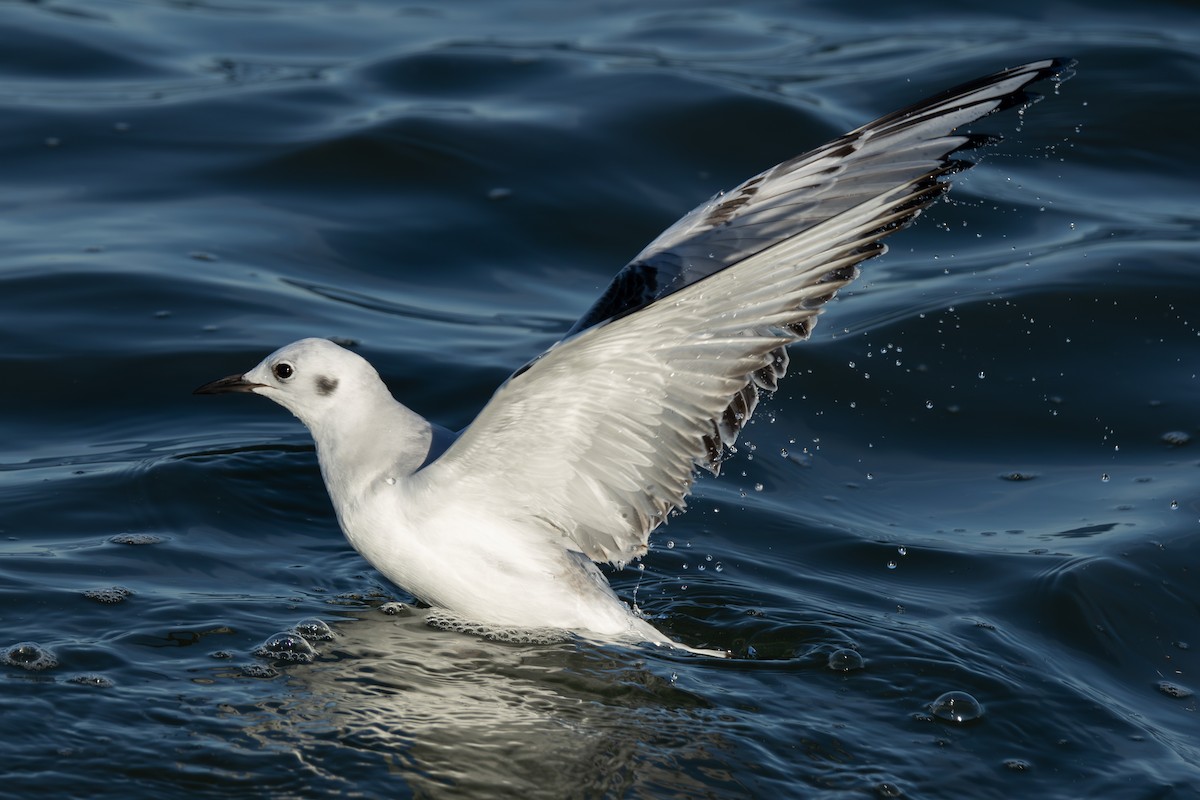 Bonaparte's Gull - ML646333764